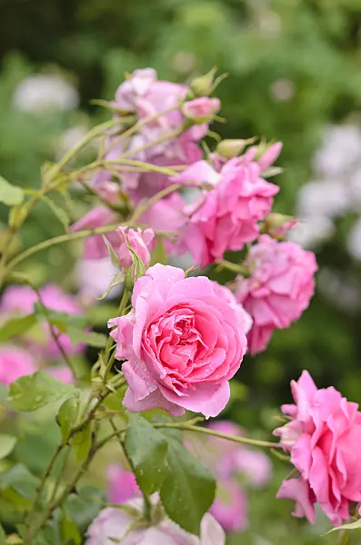 521257 - Rosier grimpant (Rosa Parade)