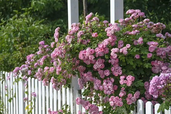 517412 - Rosier grimpant (Rosa Raubritter)