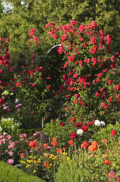 497229 - Rosier multiflore (Rosa Paul's Scarlet Climber)