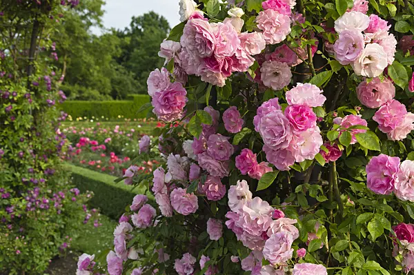 509127 - Rosier multiflore (Rosa Tausendschön)