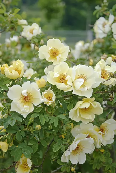 490143 - Rosier pimprenelle (Rosa Aicha)