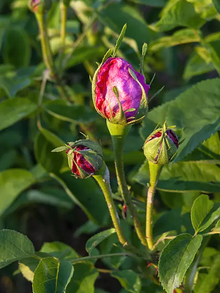 448081 - Rosier remontant (Rosa Jules Margottin)