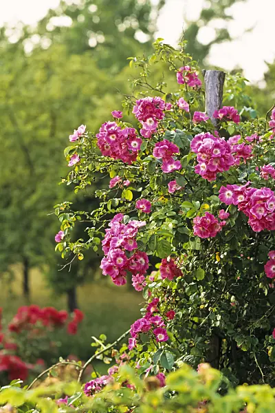 391043 - Rosier (Rosa American Pillar)
