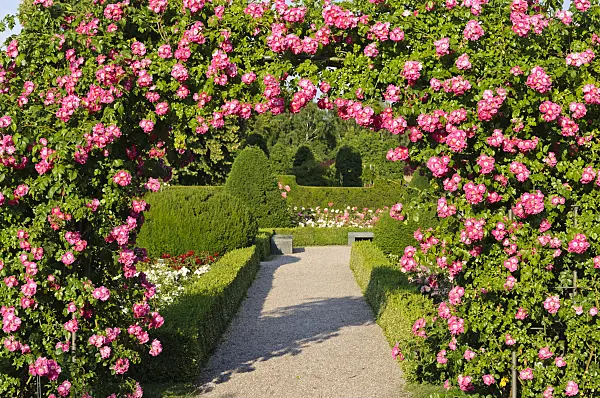 485208 - Rosier (Rosa American Pillar)