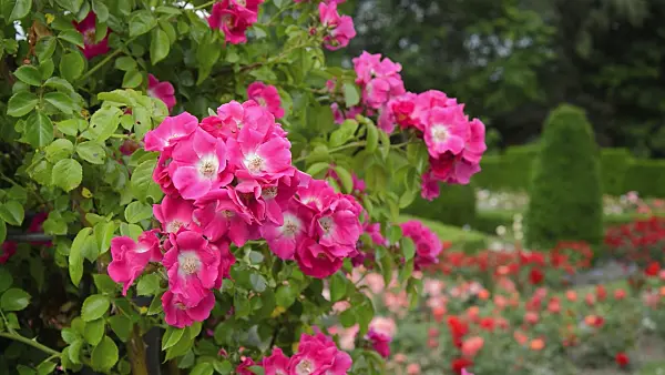 509137 - Rosier (Rosa American Pillar)