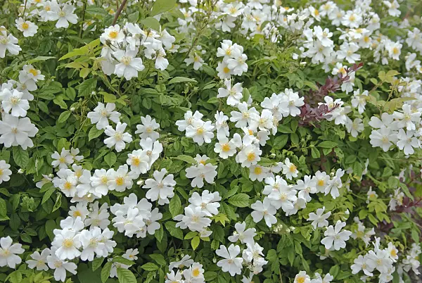 490147 - Rosier (Rosa Apfelblüte)