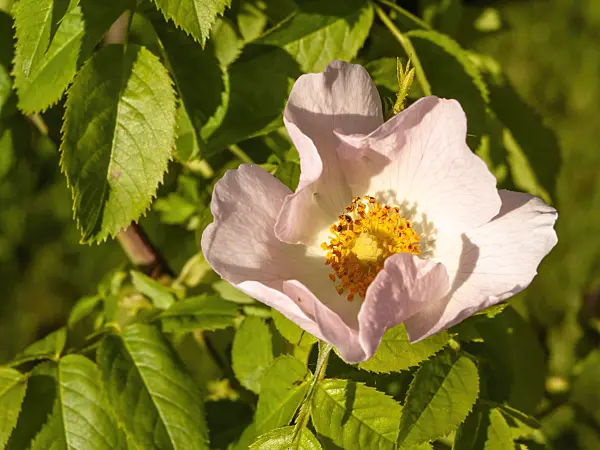 438033 - Rosier (Rosa balsamica)