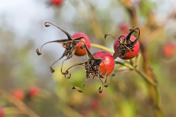513003 - Rosier (Rosa beggeriana)