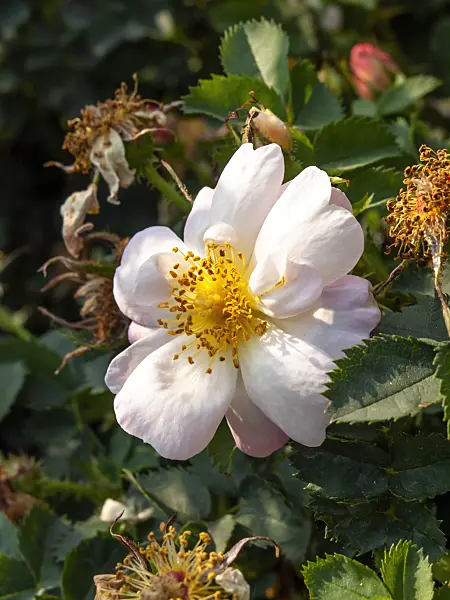 461057 - Rosier (Rosa Canary Bird)