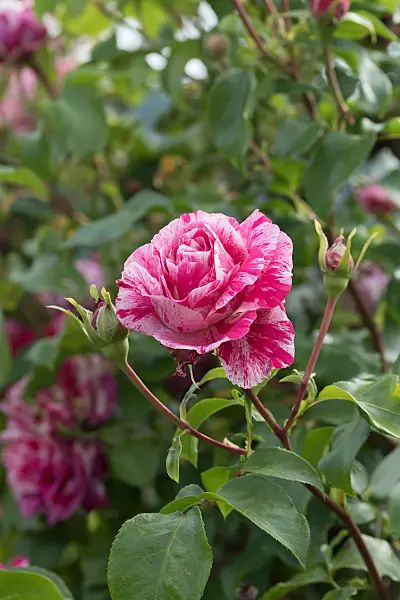 664395 - Rosier (Rosa Colibri)