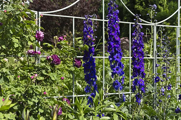 509043 - Rosier (Rosa) et grande dauphinelle (Delphinium elatum)