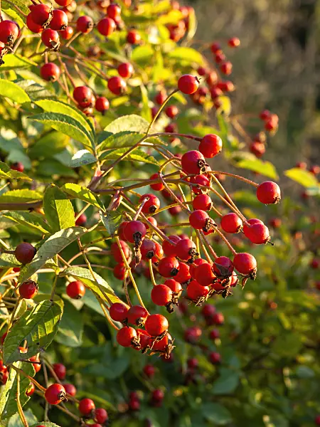 429133 - Rosier (Rosa helenae)