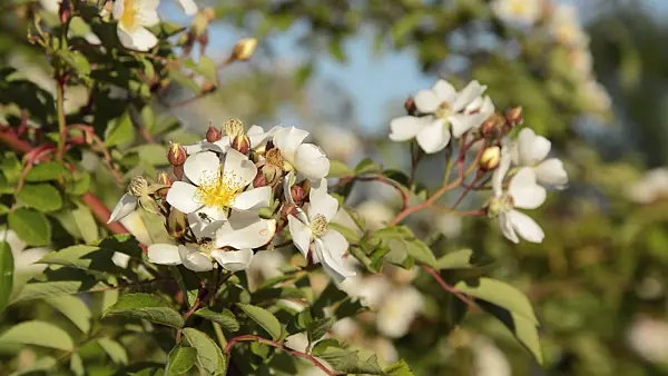 509033 - Rosier (Rosa helenae)
