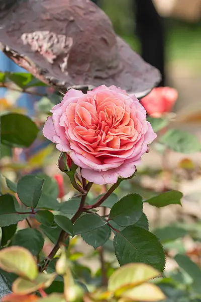 675349 - Rosier (Rosa Kätchen von Heilbronn)