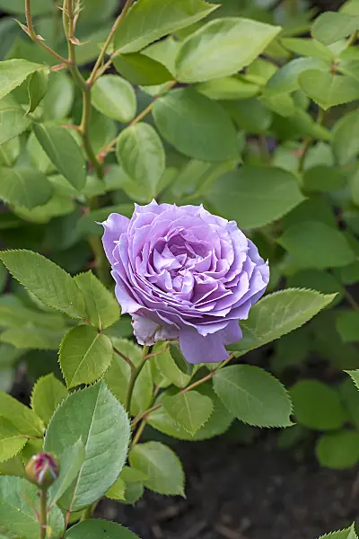 664403 - Rosier (Rosa Novalis)