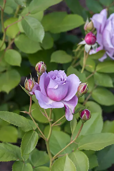 664404 - Rosier (Rosa Novalis)