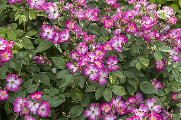 607195 - Rosier (Rosa Oso Happy Smoothie)