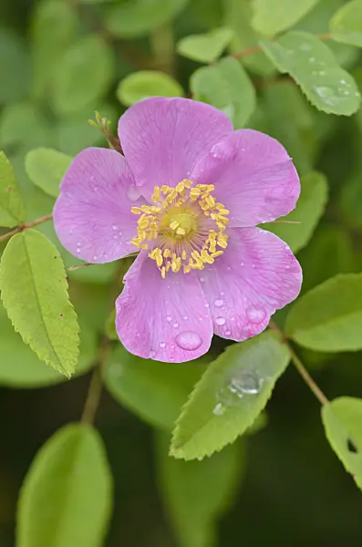 572037 - Rosier (Rosa pisocarpa)