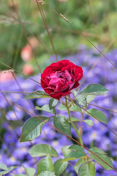 675350 - Rosier (Rosa Rose der Einheit)