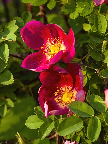 460115 - Rosier (Rosa Single Red)