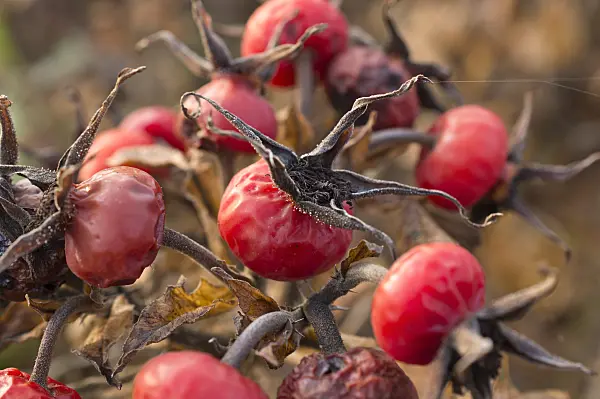 513150 - Rosier rugueux (Rosa rugosa)