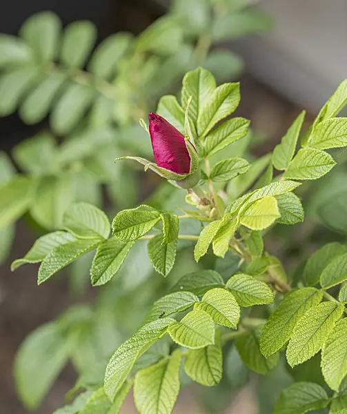 625350 - Rosier rugueux (Rosa rugosa)