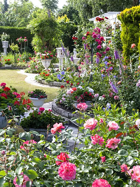 485161 - Rosiers (Rosa), digitales (Digitalis) et géraniums (Pelargonium)