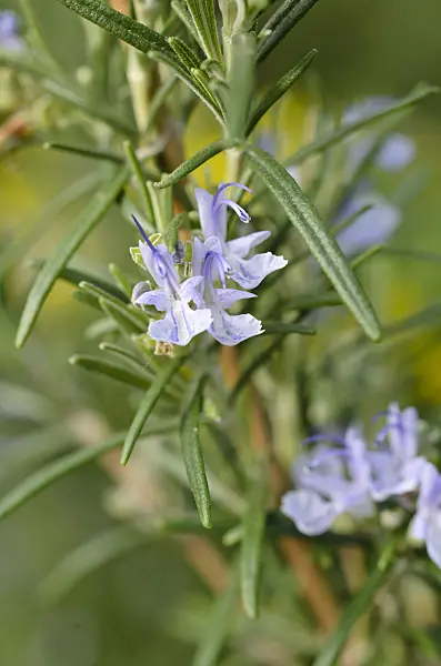 506010 - Rosmarin (Rosmarinus officinalis)