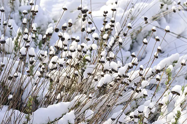 466086 - Rosmarinblättriges Heiligenkraut (Santolina rosmarinifolia)