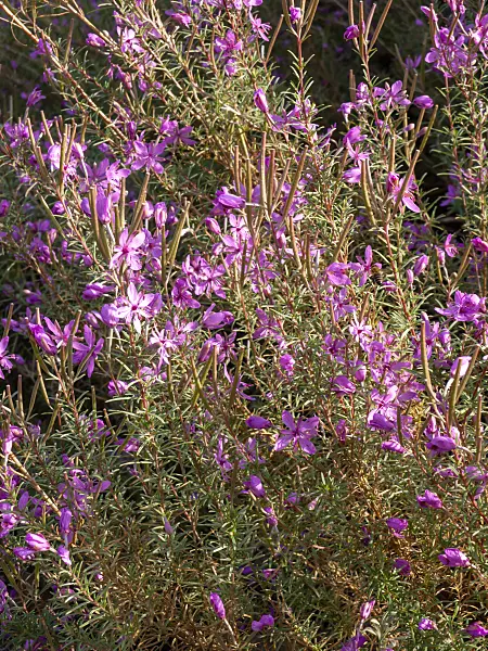 442089 - Rosmarinblättriges Weidenröschen (Epilobium dodonaei)