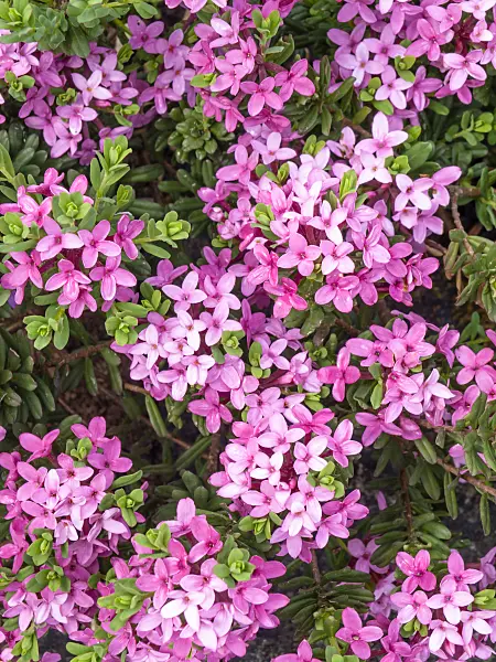 437412 - Rosmarinseidelbast (Daphne cneorum)