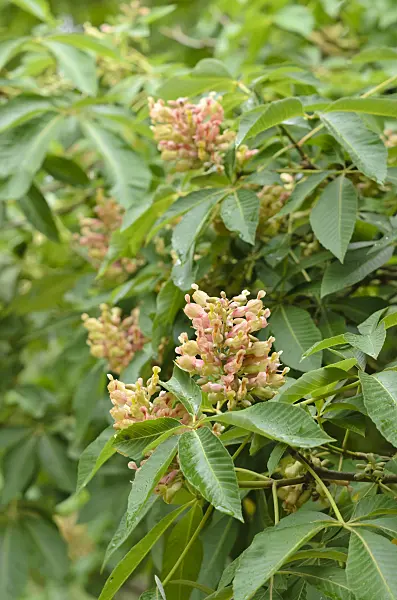 533566 - Rosskastanie (Aesculus x mutabilis)