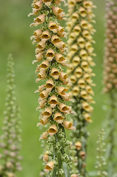 521315 - Rostfarbener Fingerhut (Digitalis ferruginea)