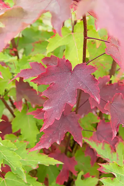 675001 - Rotahorn (Acer rubrum)