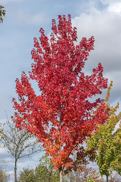 675002 - Rotahorn (Acer rubrum 'Redpointe')