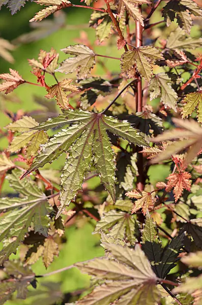525365 - Rotblättriger Eibisch (Hibiscus acetosella)