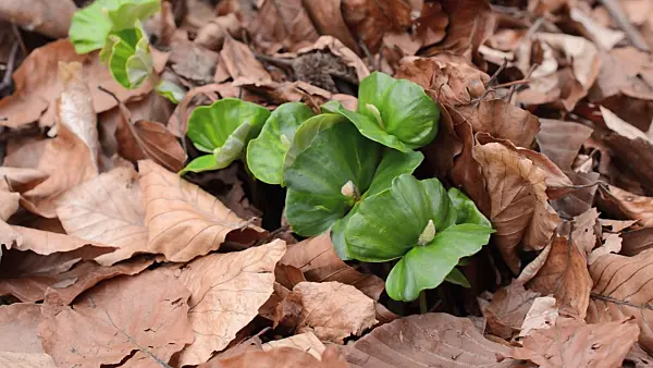 507177 - Rotbuche (Fagus sylvatica)