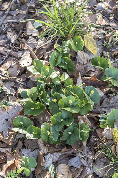625205 - Rotbuche (Fagus sylvatica)