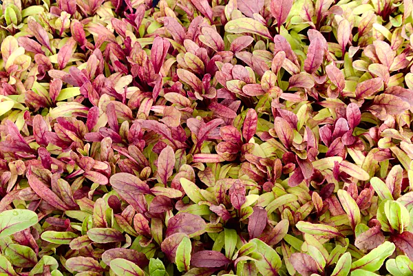 672064 - Rote Bete (Beta vulgaris var. conditiva 'Ägyptische Plattrunde')