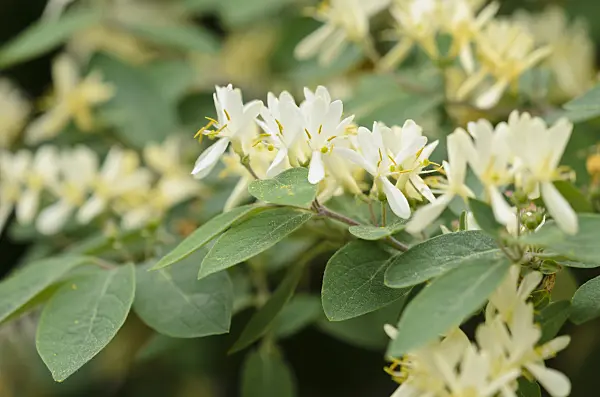 520284 - Rote Heckenkirsche (Lonicera xylosteum)