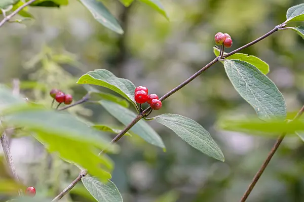 593121 - Rote Heckenkirsche (Lonicera xylosteum)
