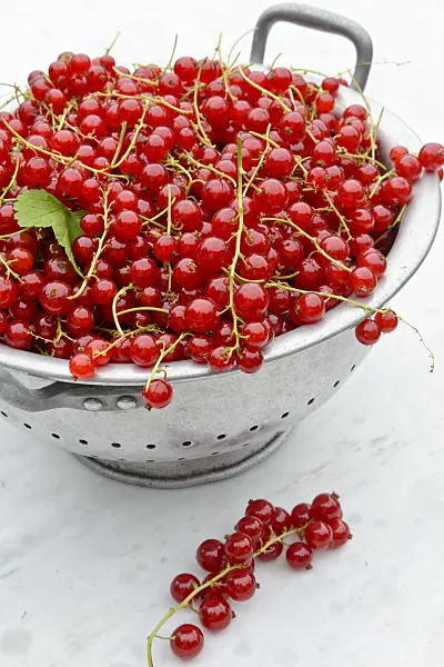 558268 - Rote Johannisbeeren (Ribes rubrum) in einer Schüssel