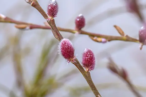 593193 - Rote Kätzchenweide (Salix gracilistyla 'Mount Aso')
