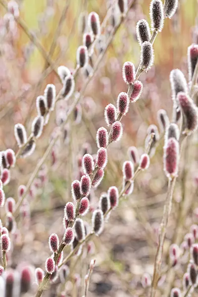 616342 - Rote Kätzchenweide (Salix gracilistyla 'Mount Aso')