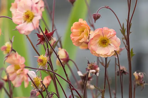 675037 - Rote Nelkenwurz (Geum coccineum 'Nonna')