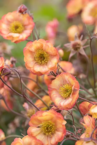 675039 - Rote Nelkenwurz (Geum coccineum 'Nonna')