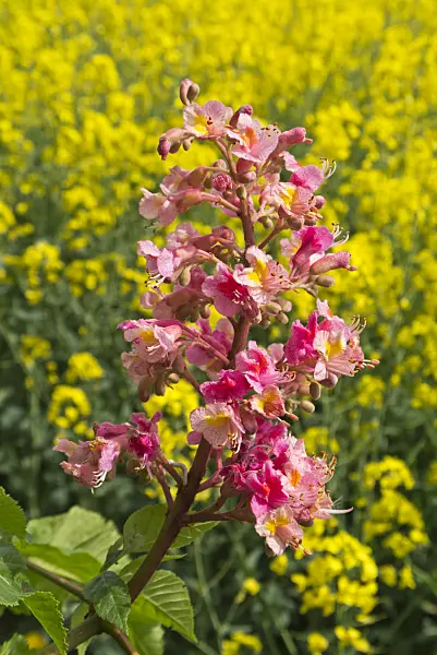 544097 - Rote Rosskastanie (Aesculus x carnea)