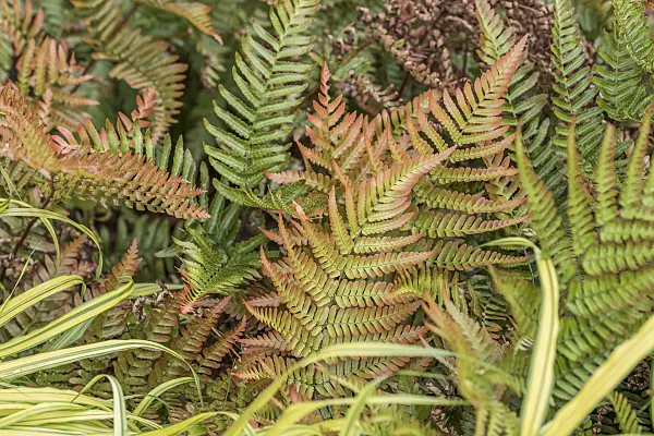 638085 - Rotschleierfarn (Dryopteris erythrosora)