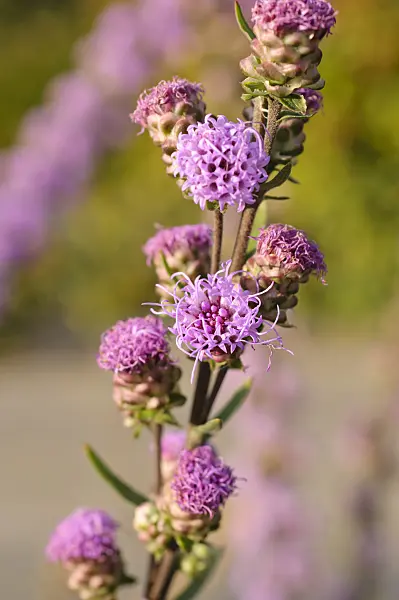 476145 - Rough blazing star (Liatris aspera)
