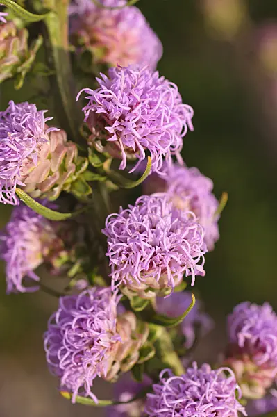476146 - Rough blazing star (Liatris aspera)